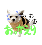 モモ＆コリキたまにハリ（個別スタンプ：15）
