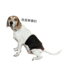 U.S.A Beagle（個別スタンプ：1）