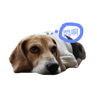 U.S.A Beagle（個別スタンプ：3）