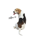 U.S.A Beagle（個別スタンプ：6）