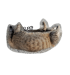 Scenery of the cat（個別スタンプ：1）