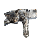 Scenery of the cat（個別スタンプ：7）