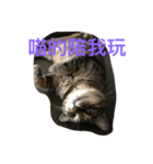 cat murmurs（個別スタンプ：1）