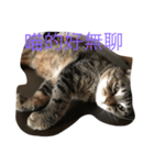 cat murmurs（個別スタンプ：2）