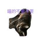 cat murmurs（個別スタンプ：3）