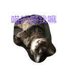 cat murmurs（個別スタンプ：4）