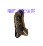cat murmurs（個別スタンプ：5）