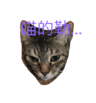 cat murmurs（個別スタンプ：7）