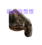 cat murmurs（個別スタンプ：8）