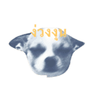 Rambo the Alien dog（個別スタンプ：1）