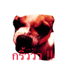Rambo the Alien dog（個別スタンプ：3）