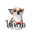 Rambo the Alien dog（個別スタンプ：4）
