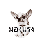 Rambo the Alien dog（個別スタンプ：5）