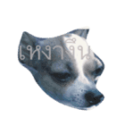 Rambo the Alien dog（個別スタンプ：7）