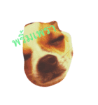 Rambo the Alien dog（個別スタンプ：8）