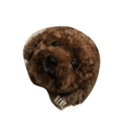 kribo: intro（個別スタンプ：1）
