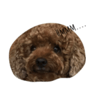 kribo: intro（個別スタンプ：2）