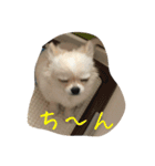 小次郎と仲間（個別スタンプ：12）