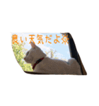 白猫のななお（個別スタンプ：1）