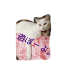 白猫のななお（個別スタンプ：3）