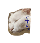 白猫のななお（個別スタンプ：5）