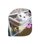 白猫のななお（個別スタンプ：10）