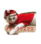 白猫のななお（個別スタンプ：11）
