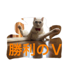 白猫のななお（個別スタンプ：12）