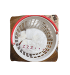 白猫のななお（個別スタンプ：13）