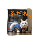 白猫のななお（個別スタンプ：14）