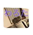 ちゃーる（個別スタンプ：5）