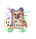 パピチワのサスケ＆パピヨンのまつり（個別スタンプ：15）