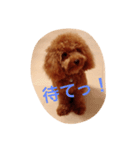 トイ・プードル レオン君2（個別スタンプ：2）