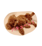 トイ・プードル レオン君2（個別スタンプ：4）