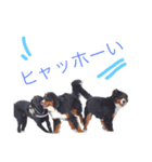アスリート系バーニーズ、ライ＆ホノ（個別スタンプ：19）