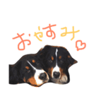 アスリート系バーニーズ、ライ＆ホノ（個別スタンプ：21）