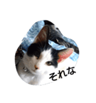 ウチのにゃんことか色々（個別スタンプ：2）