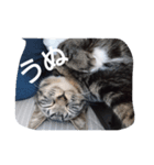 ウチのにゃんことか色々（個別スタンプ：7）