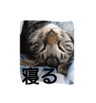 ウチのにゃんことか色々（個別スタンプ：8）