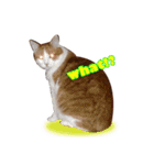 i'm tony（個別スタンプ：3）