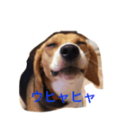 Beagle Mary（個別スタンプ：2）