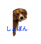 Beagle Mary（個別スタンプ：7）