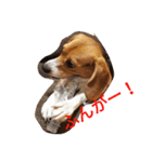 Beagle Mary（個別スタンプ：8）