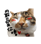 JINNNNNNG-CATS WANNA SAY（個別スタンプ：1）