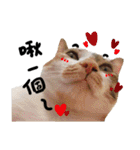 JINNNNNNG-CATS WANNA SAY（個別スタンプ：2）