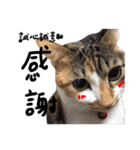JINNNNNNG-CATS WANNA SAY（個別スタンプ：3）