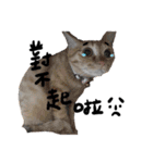 JINNNNNNG-CATS WANNA SAY（個別スタンプ：4）