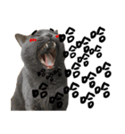 JINNNNNNG-CATS WANNA SAY（個別スタンプ：5）
