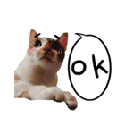 JINNNNNNG-CATS WANNA SAY（個別スタンプ：6）