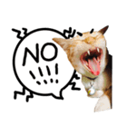JINNNNNNG-CATS WANNA SAY（個別スタンプ：7）